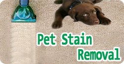 pet-stain-removal